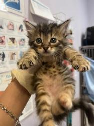 Shelter Stray Female Cat last seen Bexar County, 3353 Morningside Dr, New Braunfels, TX 78132, USA