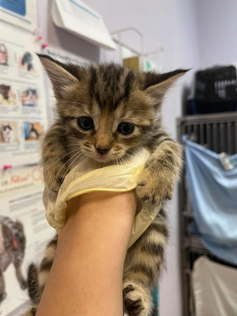 Shelter Stray Female Cat last seen Bexar County, 3353 Morningside Dr, New Braunfels, TX 78132, USA