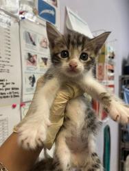 Shelter Stray Male Cat last seen Bexar County, 3353 Morningside Dr, New Braunfels, TX 78132, USA