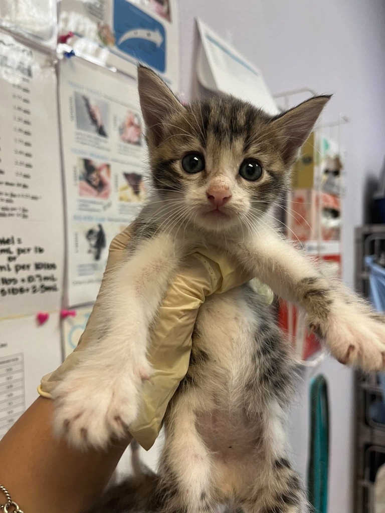 Shelter Stray Male Cat last seen Bexar County, 3353 Morningside Dr, New Braunfels, TX 78132, USA