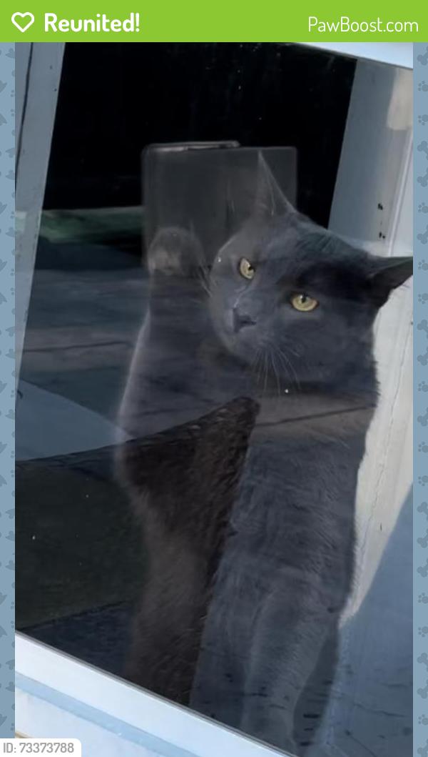 Reunited Male Cat last seen Messina Market, East Norwich, NY 11732