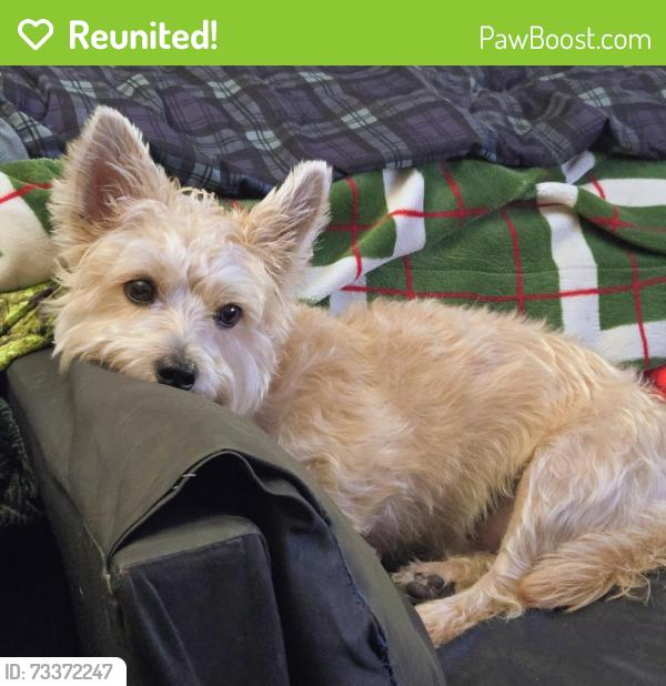 Reunited Male Dog last seen Chandon Dog Park, Herndon, VA 20170