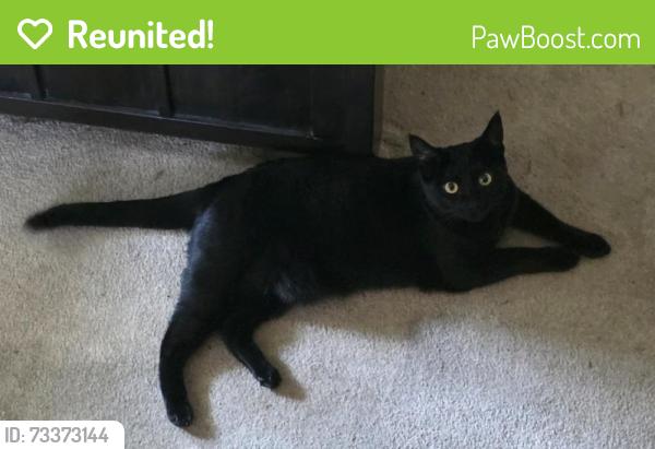 Reunited Female Cat last seen 137th and 59th sve se, everett wa, Everett, WA 98208