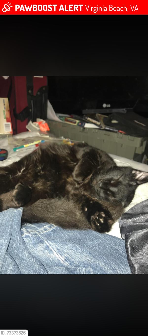 Lost Male Cat last seen Motel 6 at 4760 Euclid Rd, Virginia Beach, VA 23462
