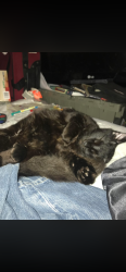 Lost Male Cat last seen Motel 6 at 4760 Euclid Rd, Virginia Beach, VA 23462