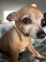 Lost Female Dog last seen main street, Chula Vista, CA 91911