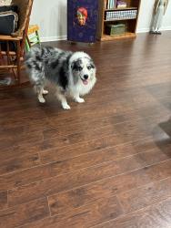 Found/Stray Male Dog last seen Verot rd, Lafayette, LA 70508