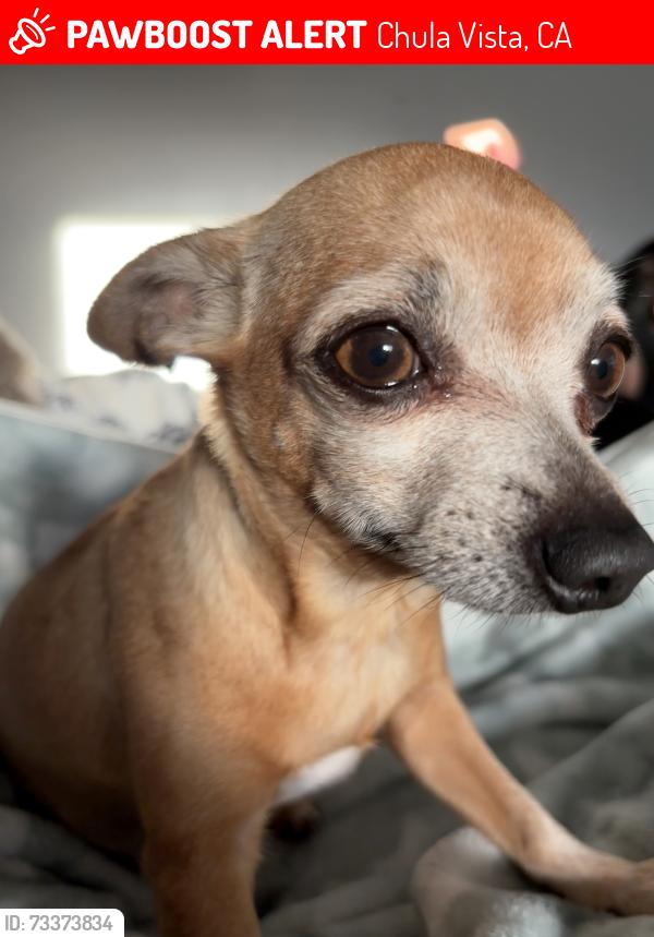 Lost Female Dog last seen main street, Chula Vista, CA 91911