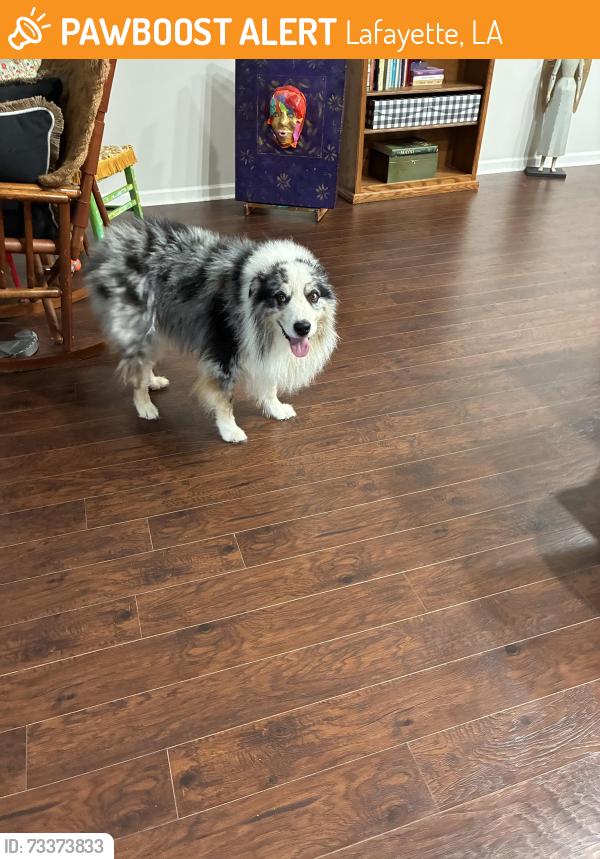 Found/Stray Male Dog last seen Verot rd, Lafayette, LA 70508