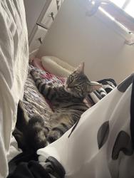 Lost Female Cat last seen Saint-Léonard, Montréal, QC H1P 2L5