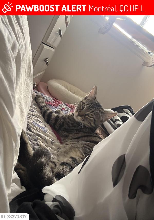 Lost Female Cat last seen Saint-Léonard, Montréal, QC H1P 2L5
