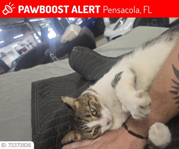 Lost Male Cat last seen Leo's Corvettes, Pensacola, FL 32505