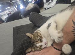 Lost Male Cat last seen Leo's Corvettes, Pensacola, FL 32505