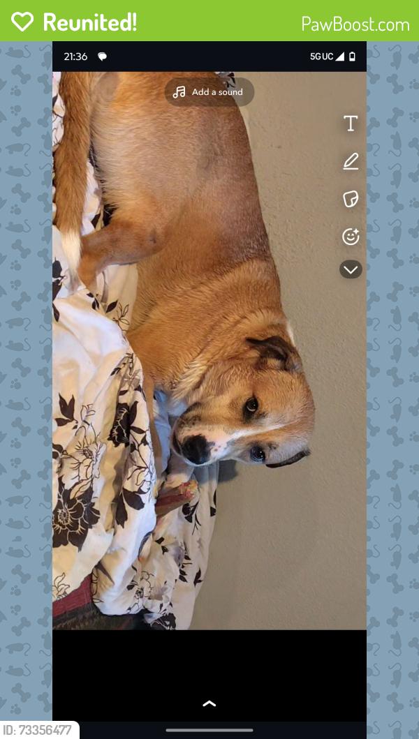 Reunited Female Dog last seen Near E Orchard Ave., near neighbor's hse jumping between the fences, Vallejo, CA 94591