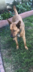 Lost Male Dog last seen Avalon 93rd st e, Los Angeles, CA 90002