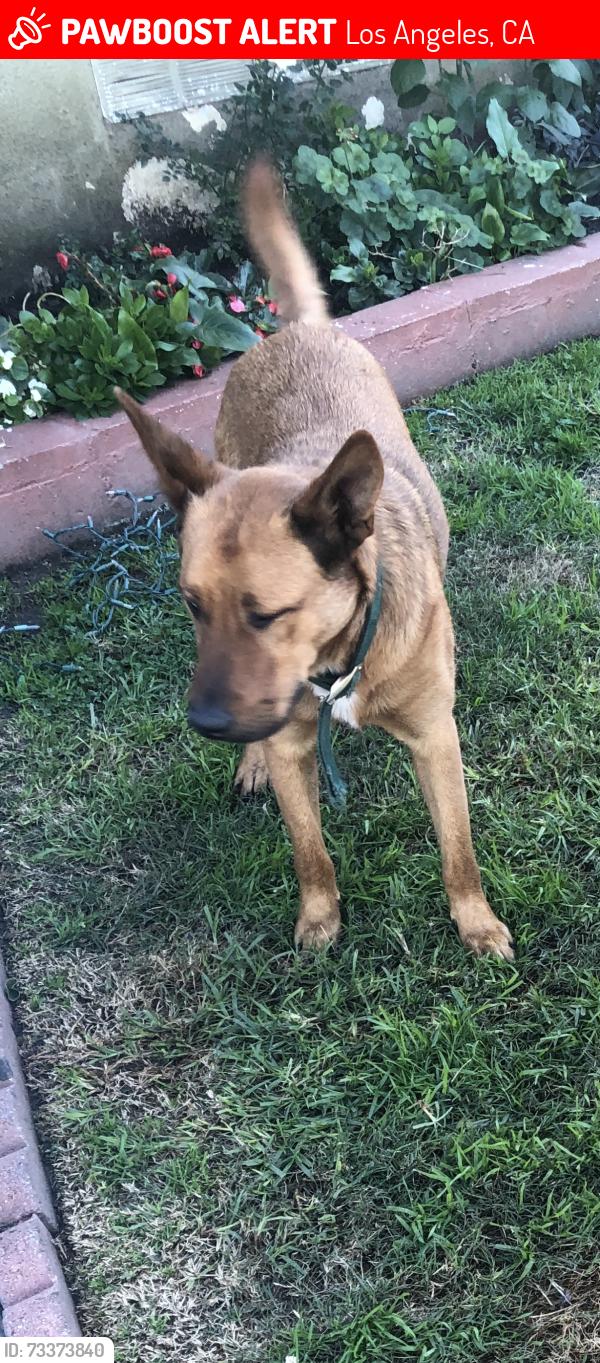Lost Male Dog last seen Avalon 93rd st e, Los Angeles, CA 90002