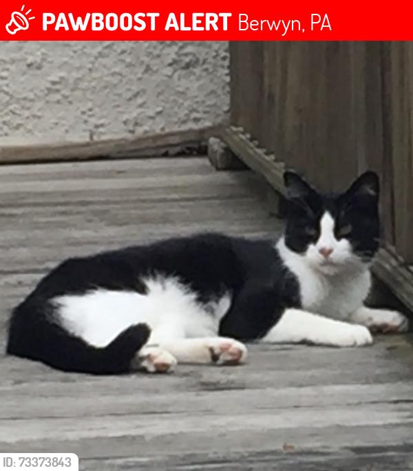 Lost Male Cat last seen Cassatt and Kromer Avenues, Berwyn near train station, Berwyn, PA 19312