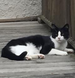 Lost Male Cat last seen Cassatt and Kromer Avenues, Berwyn near train station, Berwyn, PA 19312