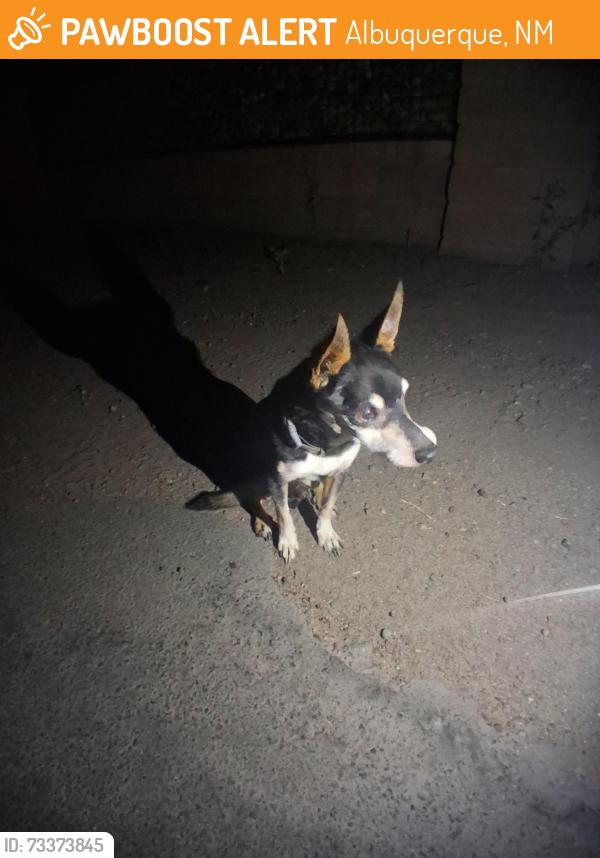 Found/Stray Male Dog last seen Brige and atrisco, Albuquerque, NM 87105