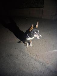 Found/Stray Male Dog last seen Brige and atrisco, Albuquerque, NM 87105