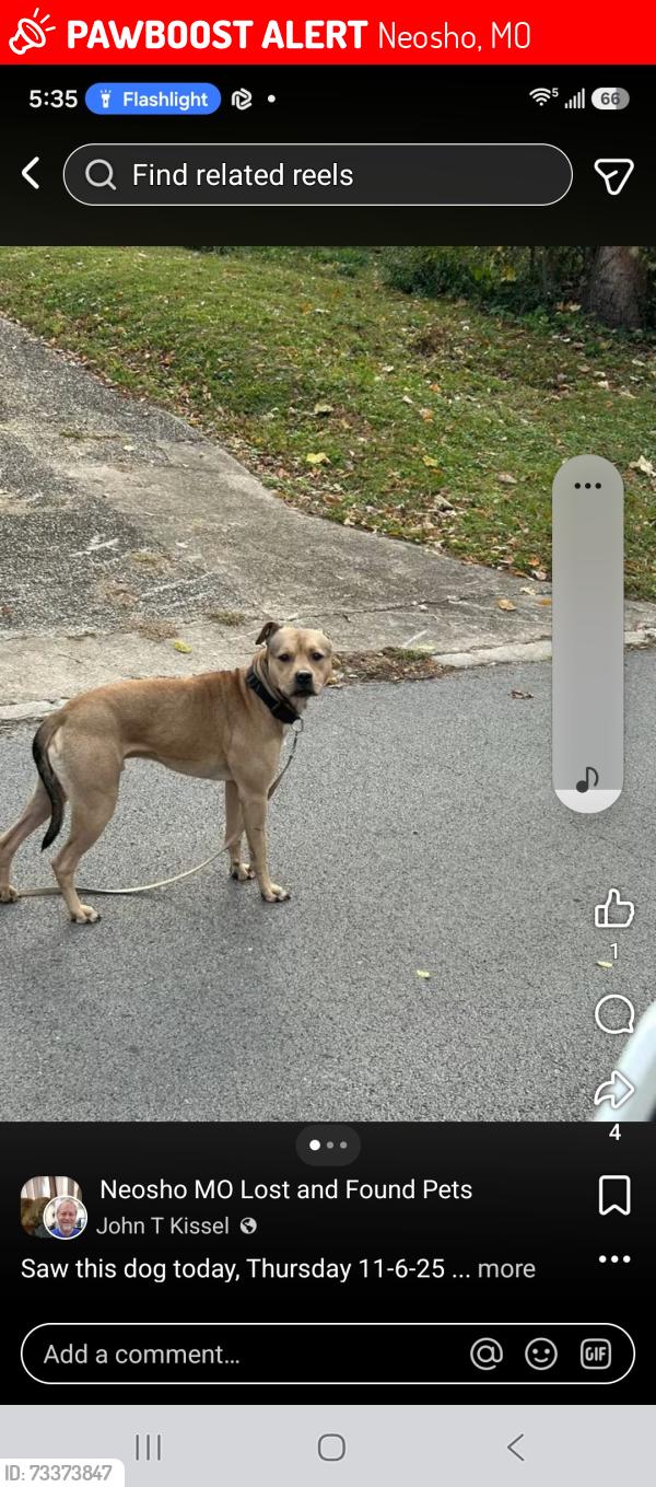 Lost Male Dog last seen South college, Neosho, MO 64850