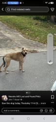 Lost Male Dog last seen South college, Neosho, MO 64850
