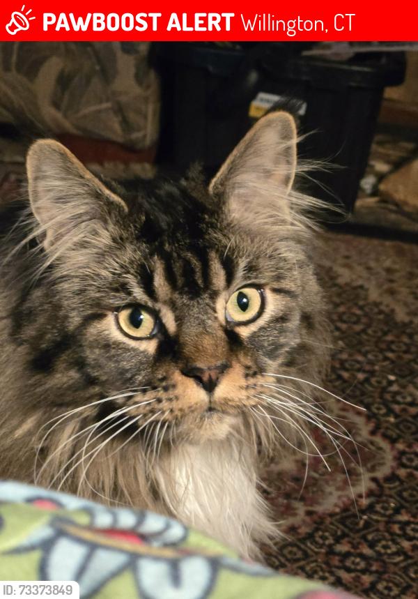 Lost Male Cat last seen Fermier road, old town road, Willington, CT 06279