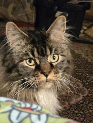 Lost Male Cat last seen Fermier road, old town road, Willington, CT 06279