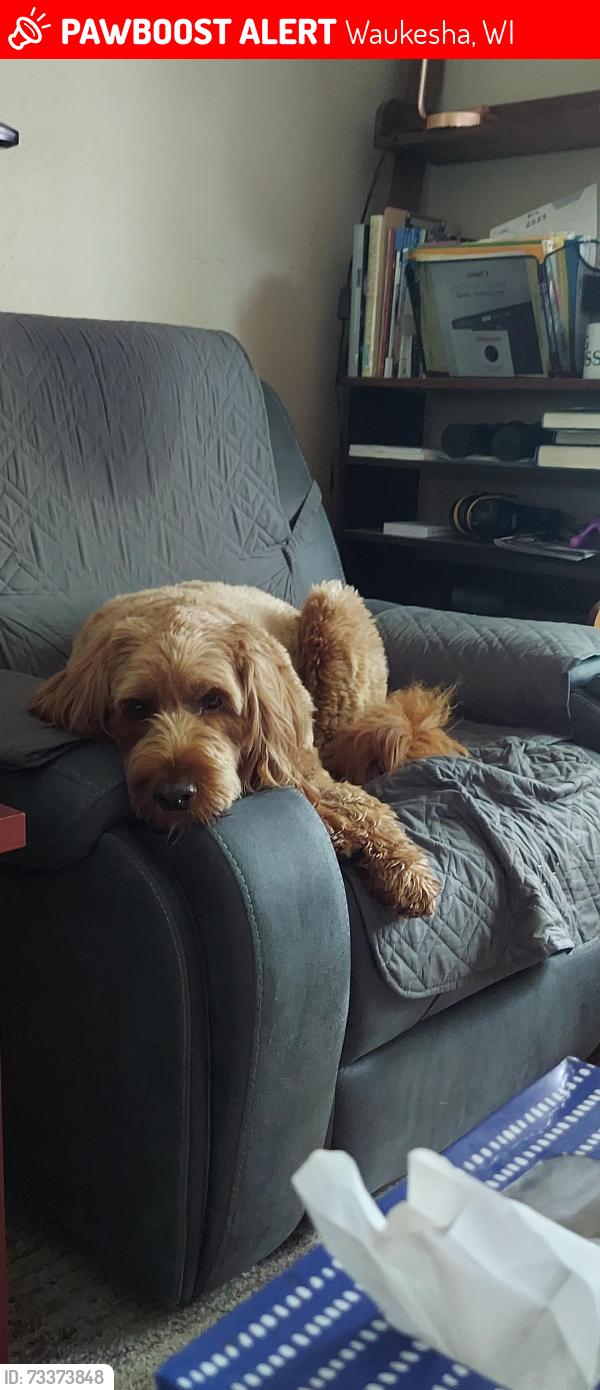 Lost Female Dog last seen Near yorkshire ct waukesha, Waukesha, WI 53188