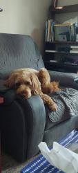 Lost Female Dog last seen Near yorkshire ct waukesha, Waukesha, WI 53188