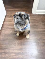 Lost Female Dog last seen Palm Valley and sunrise Road, Round Rock, TX 78664