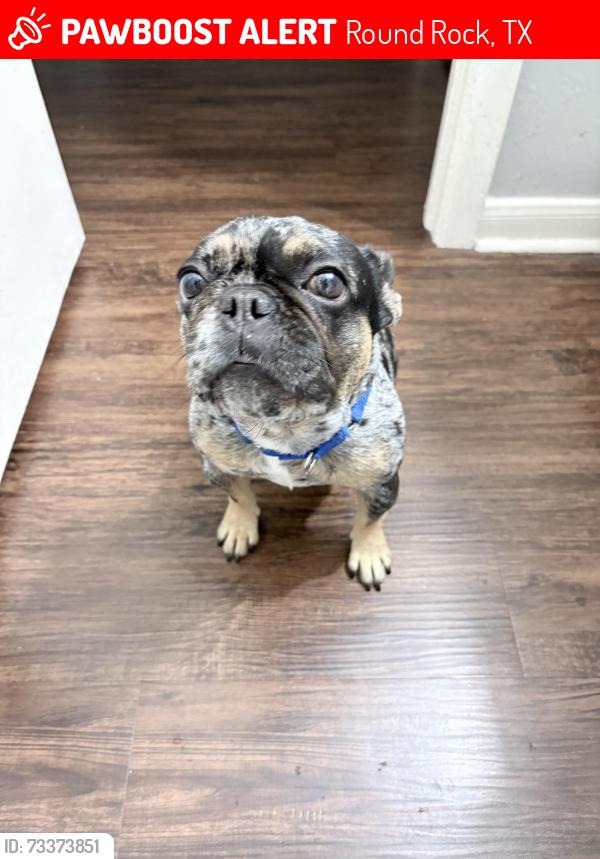 Lost Female Dog last seen Palm Valley and sunrise Road, Round Rock, TX 78664