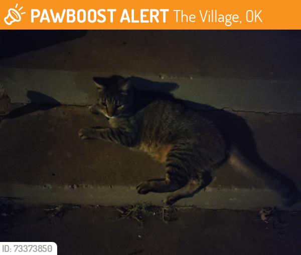 Found/Stray Male Cat last seen Chaucer drive, The Village, OK 73120