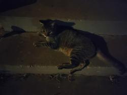 Found/Stray Male Cat last seen Chaucer drive, The Village, OK 73120