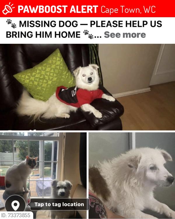 Lost Male Dog last seen Wood drive, Cape Town, WC 7439