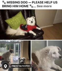 Lost Male Dog last seen Wood drive, Cape Town, WC 7439