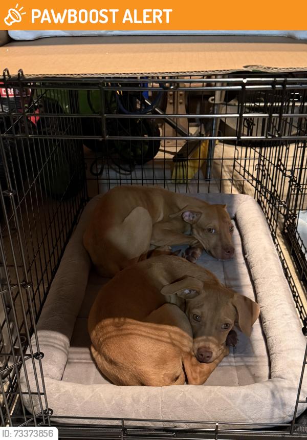 Found/Stray Male Dog last seen David Shotts Rd, South Huntingdon Township, PA 15679