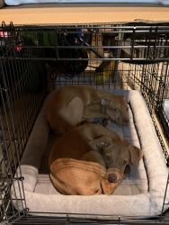 Found/Stray Male Dog last seen David Shotts Rd, South Huntingdon Township, PA 15679