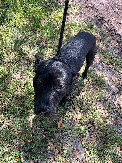 Shelter Stray Male Dog last seen Near BLOCK NW 5TH CT, 3599 NW 79th Ave, Doral, FL 33122, USA