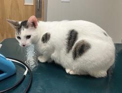 Lost Male Cat last seen Palmer Street and Ripley, Durham, NC 27707
