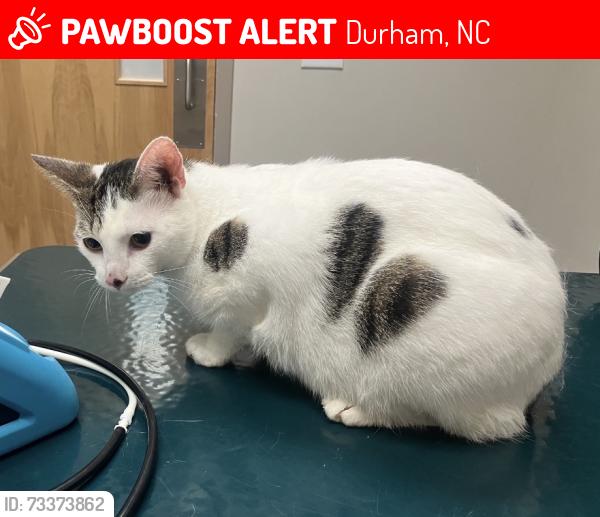 Lost Male Cat last seen Palmer Street and Ripley, Durham, NC 27707
