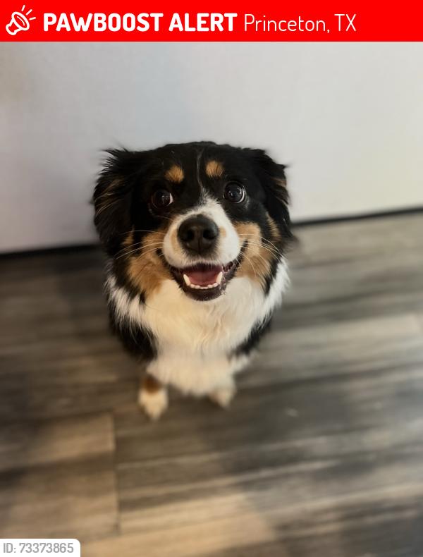 Lost Female Dog last seen Near county road 437, Princeton, TX 75407