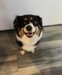 Lost Female Dog last seen Near county road 437, Princeton, TX 75407