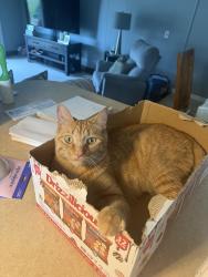Lost Male Cat last seen Brougham Dr, Sterling Heights, MI 48312