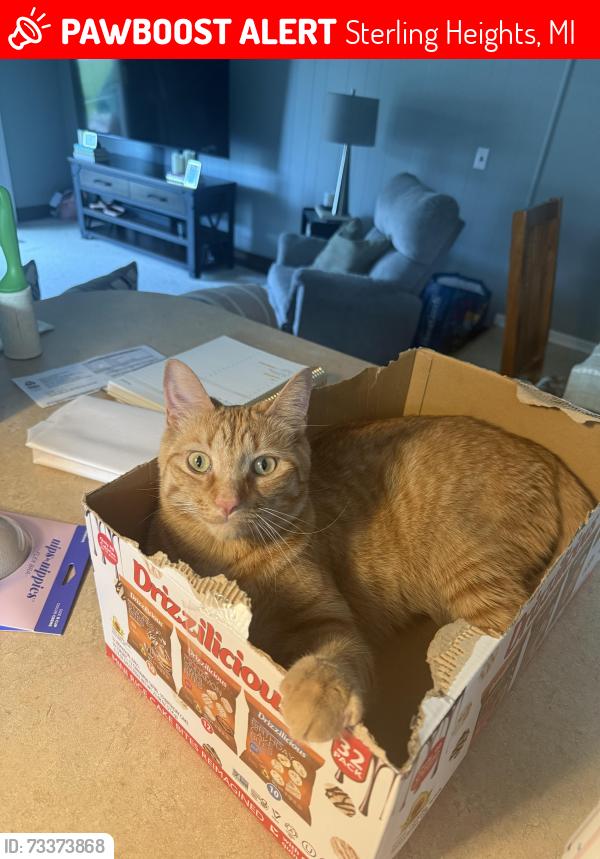 Lost Male Cat last seen Brougham Dr, Sterling Heights, MI 48312