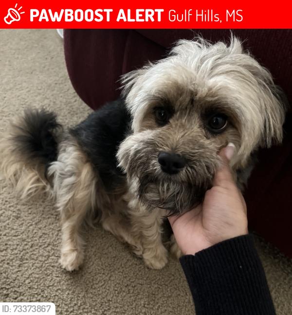 Lost Male Dog last seen Waffle hse, In the zone, Taco Bell, Gulf Hills, MS 39564