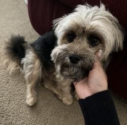 Lost Male Dog last seen Waffle hse, In the zone, Taco Bell, Gulf Hills, MS 39564