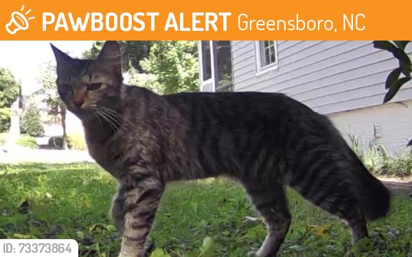 Found/Stray Unknown Cat last seen Mimosa/Aberdeen & Northfield/Friendly Ave area, Greensboro, NC 27402