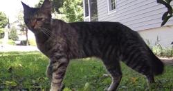 Found/Stray Unknown Cat last seen Mimosa/Aberdeen & Northfield/Friendly Ave area, Greensboro, NC 27402