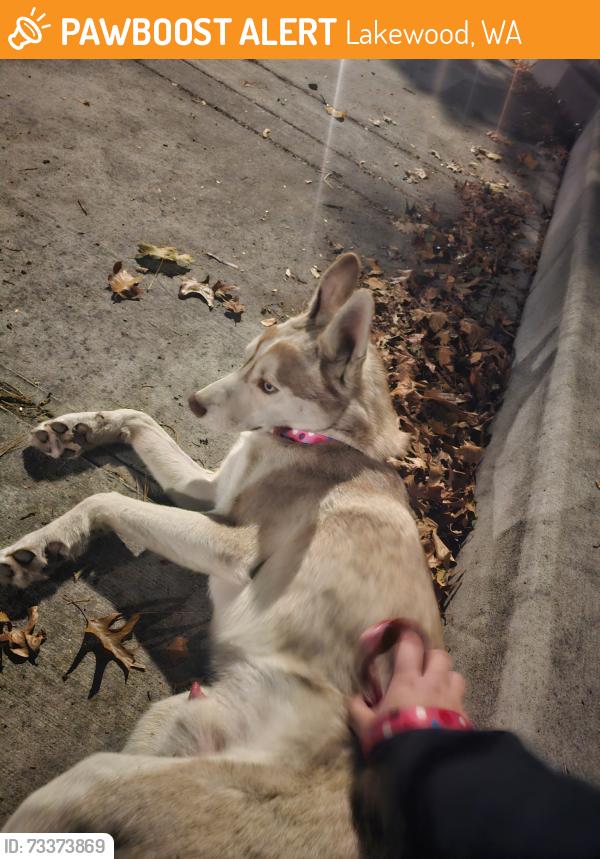 Found/Stray Male Dog last seen 88th and Custer., Lakewood, WA 98499